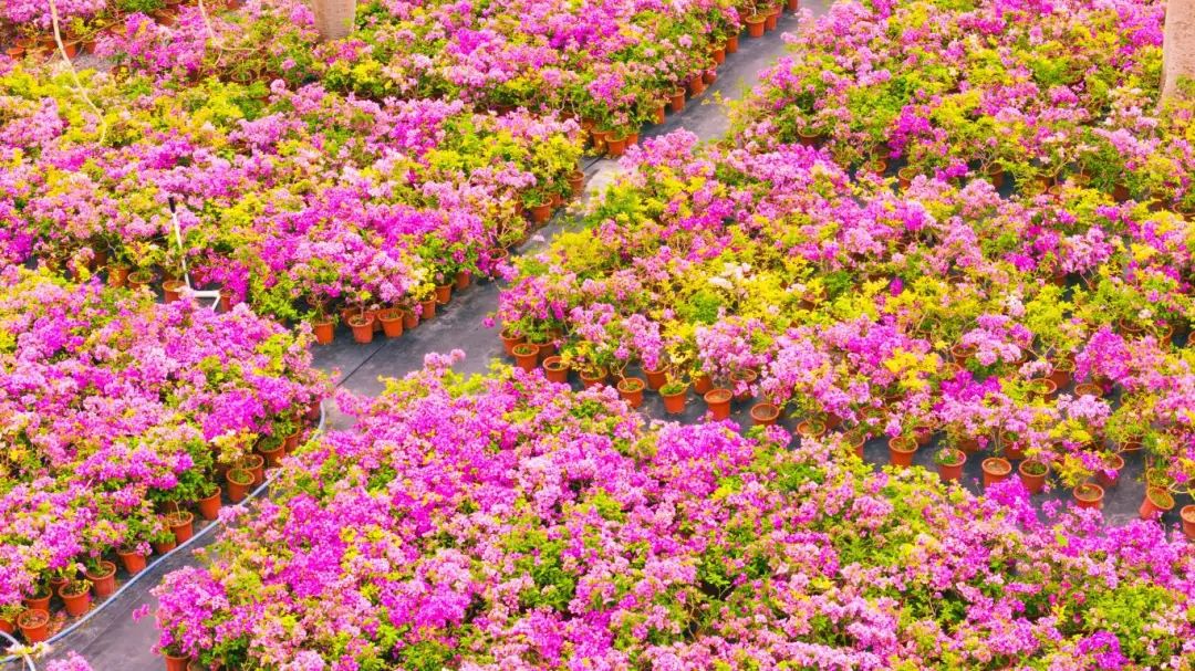 時花-41.jpg
