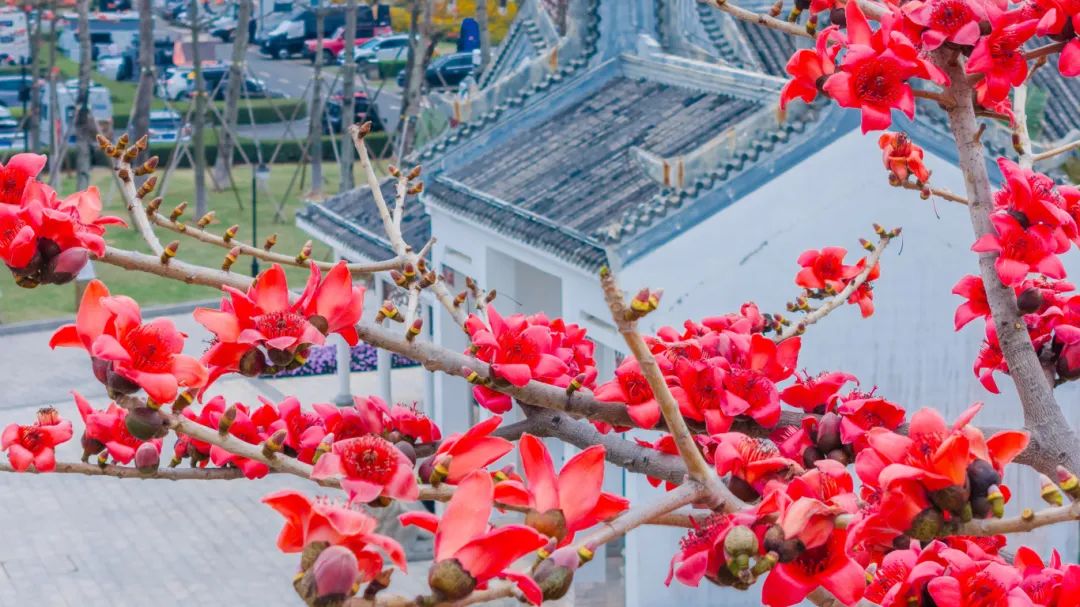 時花-9.jpg